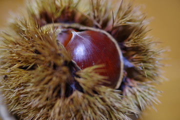 毬栗　秋の味覚