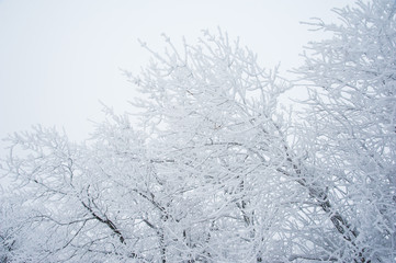 Winter trees in the snow