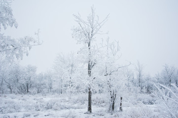 Winter trees in the snow