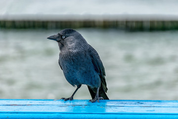 view with beautiful black bird close up