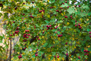 Hips bush with ripe berries. Berries of a dogrose on a bush