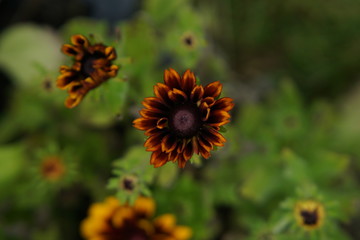 Unopened flower of Rudbeckia