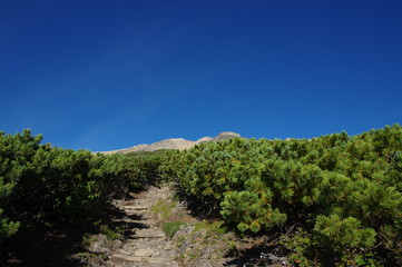 Fototapeta na wymiar ハイマツの登山道　御嶽への道