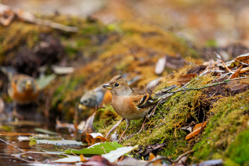 northern birds at a watering place among the autumn forest