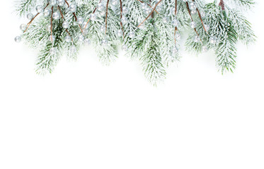 Christmas border composition. Winter evergreen fir branches and silver berries isolated on white background