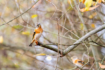 pair of birds sitting on a branch in the autumn morning