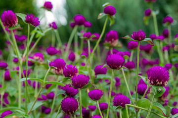 Purple flowers, purple marigolds in a flower bed closeup. Flowers at sunset, soft focus.