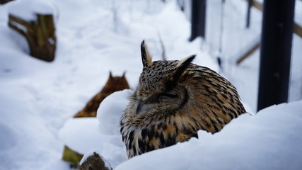 owl in snow