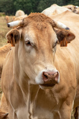 Vaches blonde d'Aquitaine au pré	