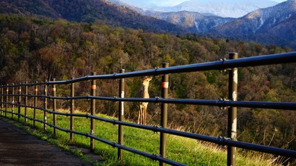 landscape with fence