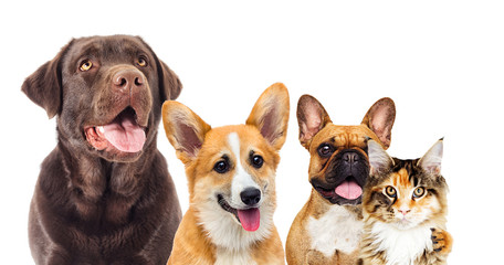 set of animals on a white background