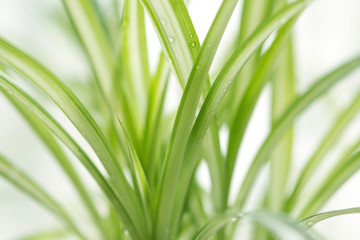 オリズルラン-3