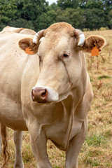 Vaches blonde d'Aquitaine au pré	