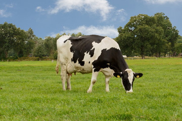 Grazing black and white cow in the meadow 