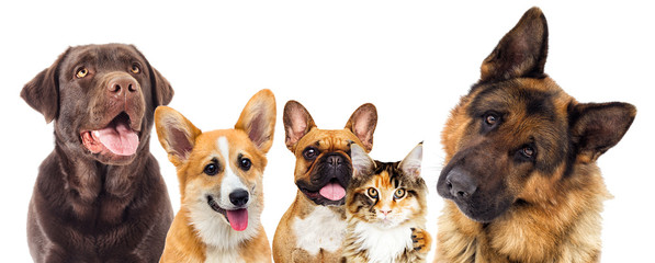 set of animals on a white background