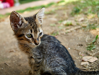 Homeless cat on ground in Alanya. Turkey
