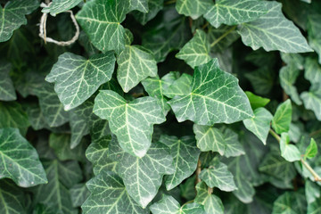 ivy Hedera helix green creeping plant close up as background