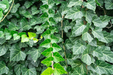 ivy Hedera helix green creeping plant close up as background