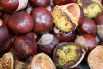 Chestnut