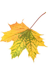 Autumn maple leaf over a white background..