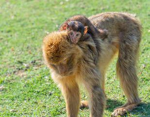 Gibraltar monkey with his son