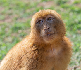 Gibraltar monkey in the grass