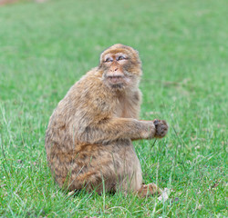 Fototapeta premium Gibraltar monkey in the grass