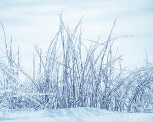 A plant covered with thin ice sparkling in the sun. Jewelry work of frost. Close-up. Dreamlike winter in detail.