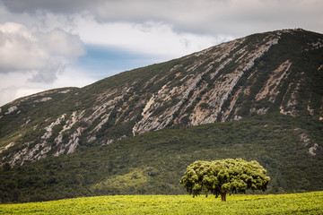 Lonely tree with a mountain in the background, Serra da Arrábida, Setúbal, Portugal