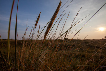 Grass blowing in the wind on a beach