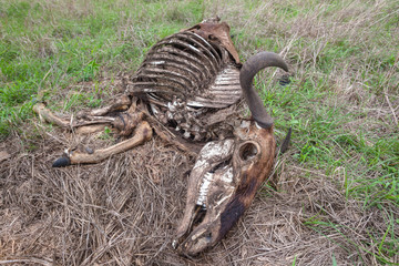 Wildlife Dead Animal Carcass Skeleton Vultures Clean Safari Reserve Landscape