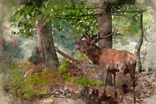 Digital watercolor painting of Majestic powerful red deer stag Cervus Elaphus in forest landscape during rut season in Autumn Fall