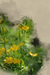 Digital watercolor painting of vibrant buttercups in wildflower meadow landscape