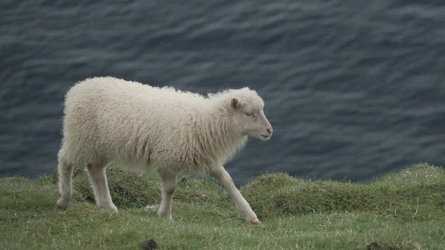 Slow-mo of sheep walking on top of the cliff against ocean
