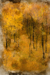 Digital watercolor painting of Amazing view of Silver Birch forest with golden leaves in Autumn Fall landscape