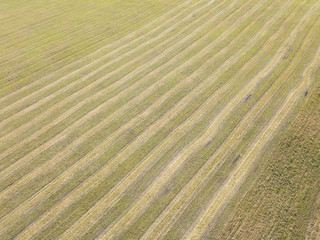 Aerial top view of a farm field with tracks after harvesting from a drone. Trails looks like parallel lines in yellow grass. Perspective view.