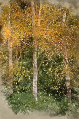 Digital watercolor painting of Beautiful Autumn color in forest