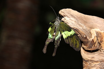 Butterfly with open wings, beautiful winged insects, cocoons of caterpillars, butterfly breeding farm