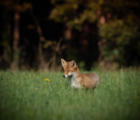 beautiful red fox in wooded meadow with dandelion flower, autumnal forest in the background 