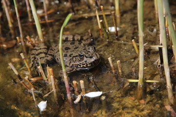Big frog, looking, toad in the river, sitting on the Bank in the water