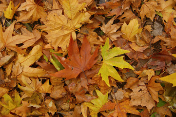 fallen autumn leaves. yellow leaves on the ground and branches
