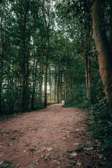 Naklejka premium path in forest