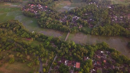 Rice fields in Java island, Indonesia