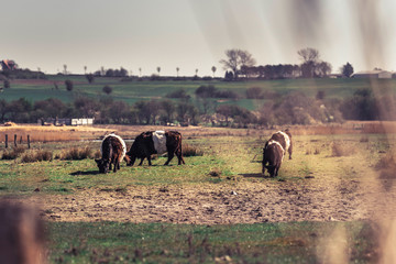 herd of cows grazing in field