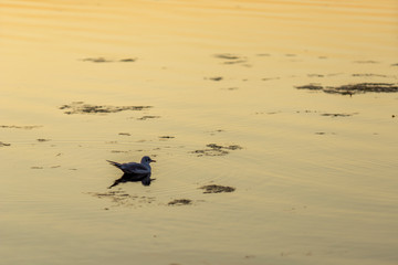 bird on the beach