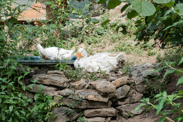 two geese lying on the ground