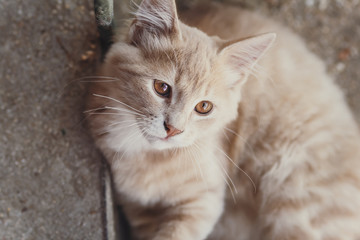 Naklejka premium cute red kitten lying in the yard, the cat walks in nature, funny animals