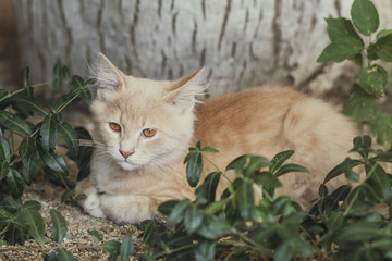 summer portrait of a cute ginger kitten with brown eyes lying under a tree trunk on the ground...