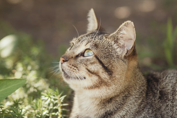 portrait of a fat striped cat looking up on a background of green plants, pet walking outdoors, funny animals on nature