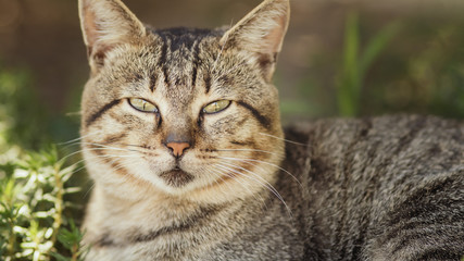 portrait of a fat striped cat looking straight into the camera on a background of green plants, pet walking outdoors, funny animals on nature